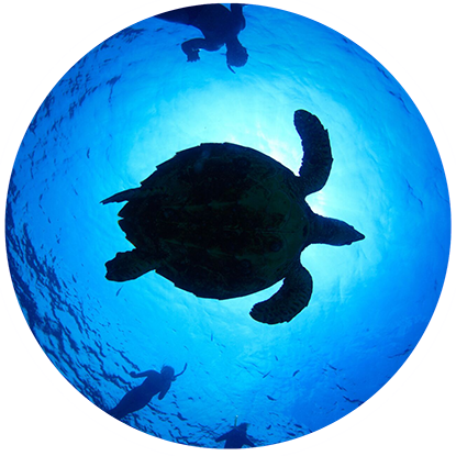 A silhouette of a sea turtle in a blue circle at the Grenada Underwater Sculpture Park.