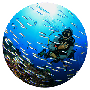 Explore Our Specialty PADI Training Courses