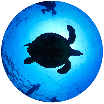 A silhouette of a sea turtle in a blue circle at the Grenada Underwater Sculpture Park. A silhouette of a sea turtle in a blue circle at the Grenada Underwater Sculpture Park.