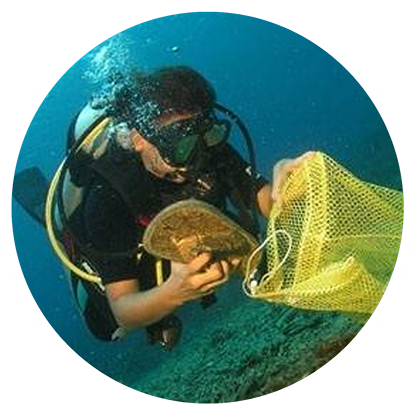 A scuba diver holding a net in the water while scuba diving in Grenada. A scuba diver holding a net in the water while scuba diving in Grenada.