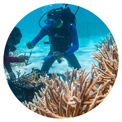 Two scuba divers working on coral reefs in Grenada. Two scuba divers working on coral reefs in Grenada.