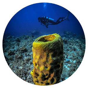 Explore Our Advanced PADI Training Courses
