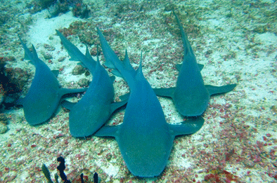 Scuba Diving on the Hema Nurse Sharks relaxing near the shipwreck Hema II