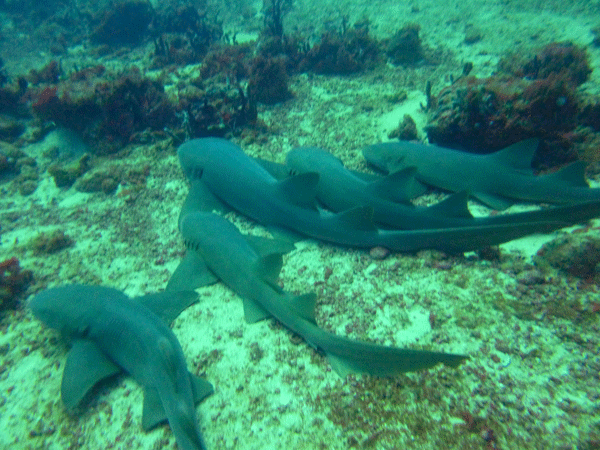 Shark Diving in Grenada who ever said sharks weren't social?