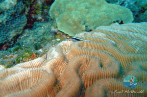 Scuba Diving Brain Coral and friend