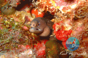 Reef Diving in Grenada Golden Spotted Moray Eel