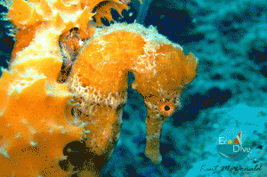 Scuba Diving in Grenada Excellent Reefs life Seahorse on Windmill Shallows