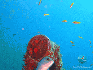 Grenada Blue Snapper