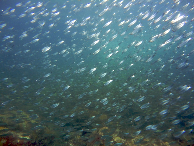 PADI Discover Scuba Diving in Grenada