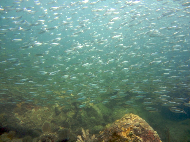 Snorkeling in Grenada