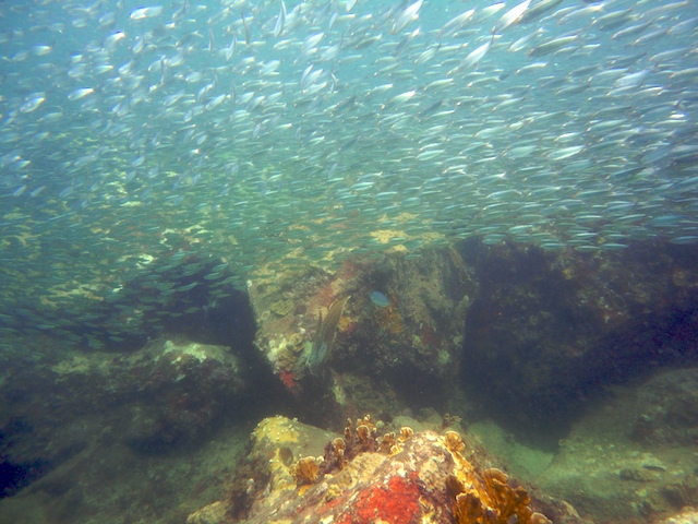 PADI scuba diving in Grenada