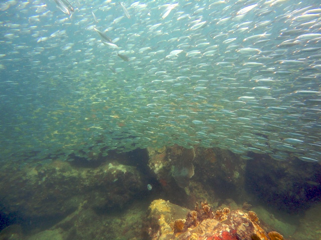 Scuba Diving in the Marine Protected Area in Grenada