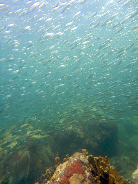 PADI Open Water diving in Grenada