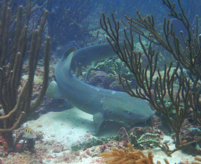 Scuba Diving with sharks in Grenada
