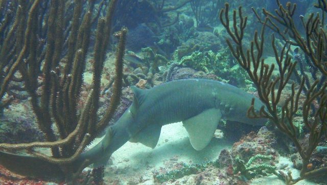 Shark diving in Grenada