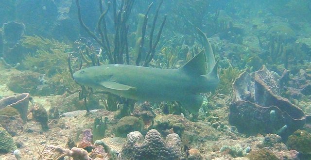 Eco Dive Grenada
