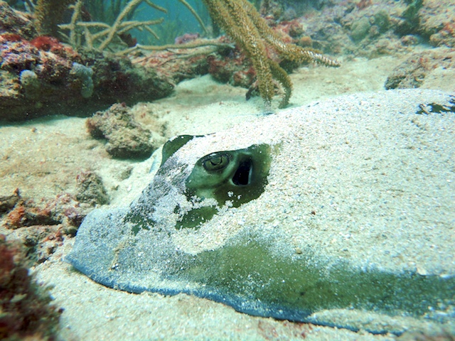Reef Diving in Grenada with Eco Dive