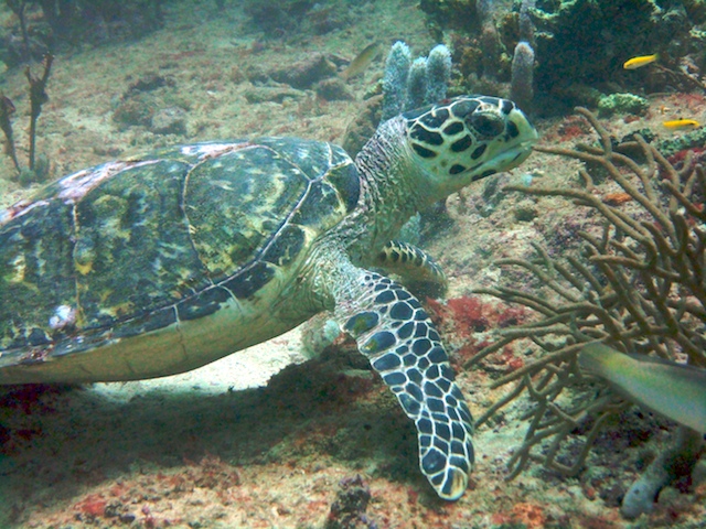 Turtle Diving with Eco Dive