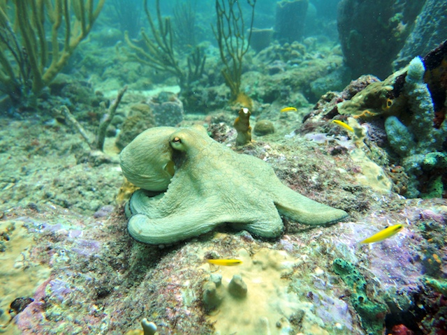 Reef Diving with Eco Dive