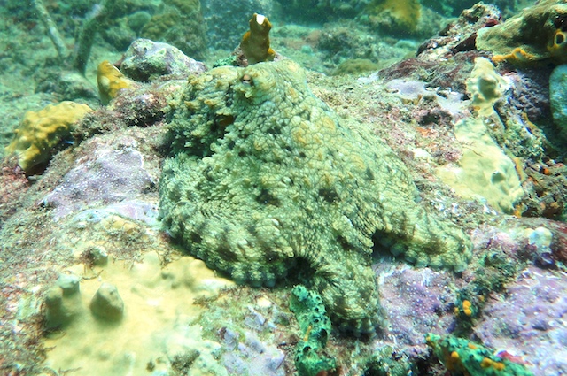Scuba Diving with Eco Dive