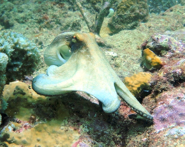 Dive in Grenada with Eco Dive