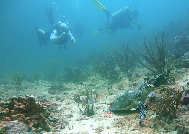 PADI Travel Network Divers diving with Eco Dive