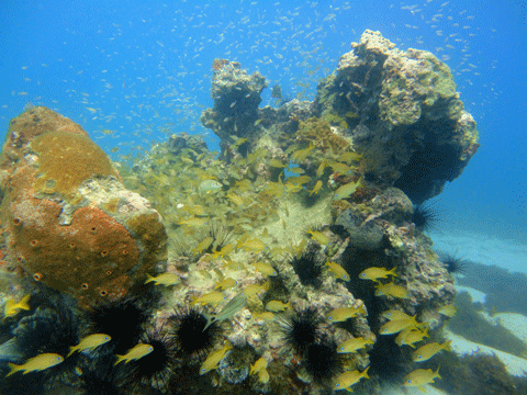 Dive Grenada with Eco Dive