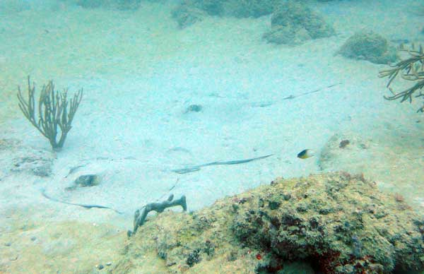 Sting rays in Grenada with Eco Dive 2_sting-rays