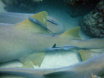 Shark Diving with Eco Dive Grenada 3_nurses_remora