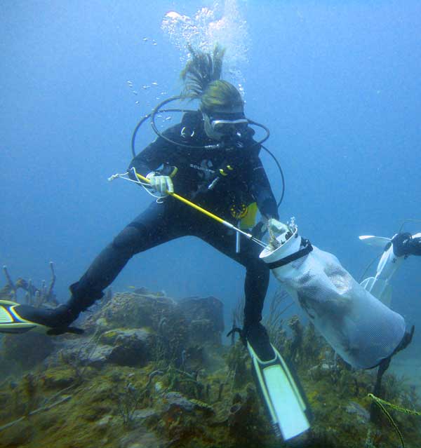 Claire 'convincing' a Lionfish into the carrier bag on Happy Valley reef