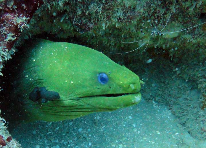 Critter reef diving with Eco Dive in Grenada brotula_conga