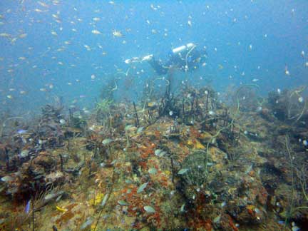 Happy Valley Reef looking for Lionfish ...