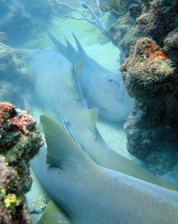Nurse sharks nestled on Lighthouse Reef