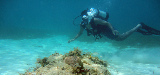 admiring juveline Butterfly fish hiding under a reef ledge