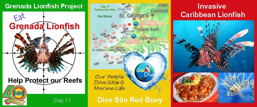 Eco Dive leading the Invasive Grenada Lionfish effort