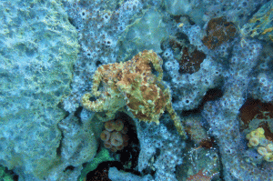 baby octopus Eco Dive grenada