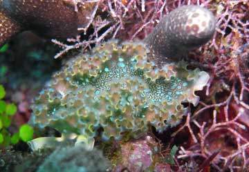 eco dive grenada lettuce sea slug GT
