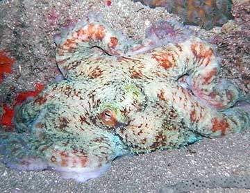 Eco Dive reef creature octopus