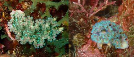 scuba dive with Eco Dive Grenada