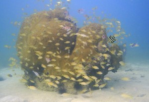 Coyaba-Beach-Shore-Dive-3581-300x206