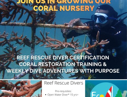 Summer Coral Nursery Scuba Interns Wanted!