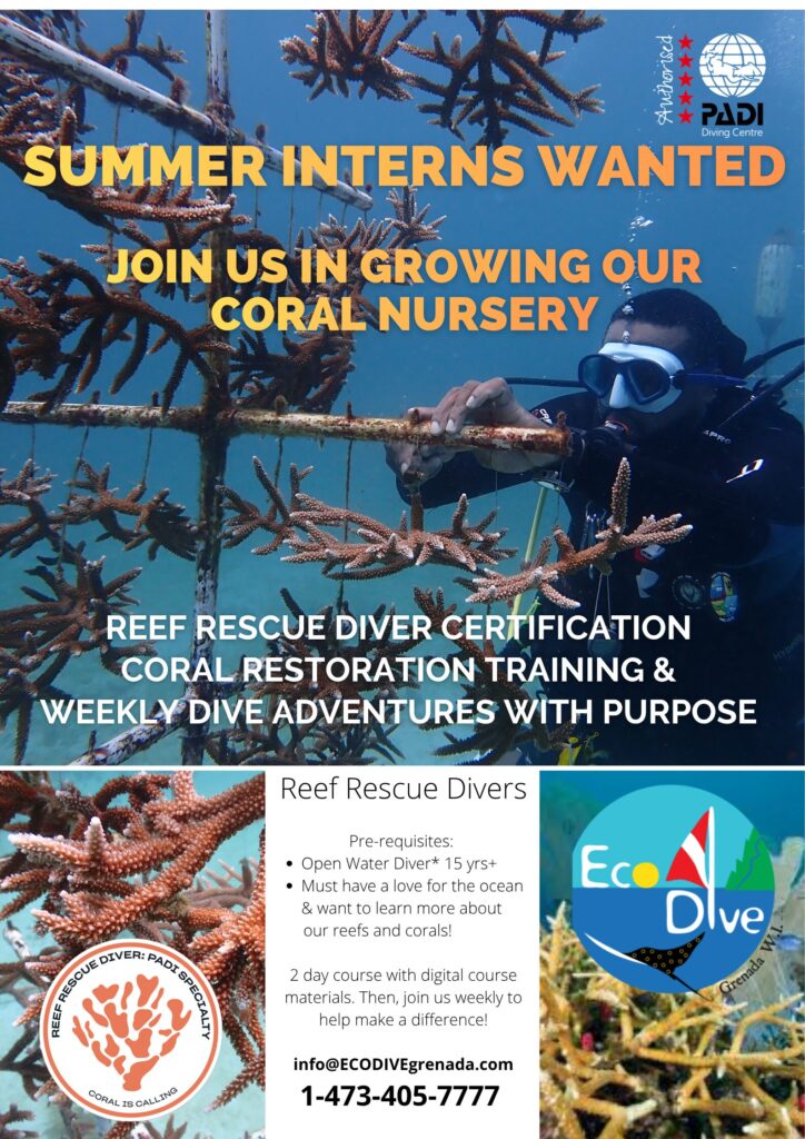Eco Dive Coral Nursery summer intern 2026 Eco Dive coral restoration in Grenada Marine Biologist Reef Rescue Network