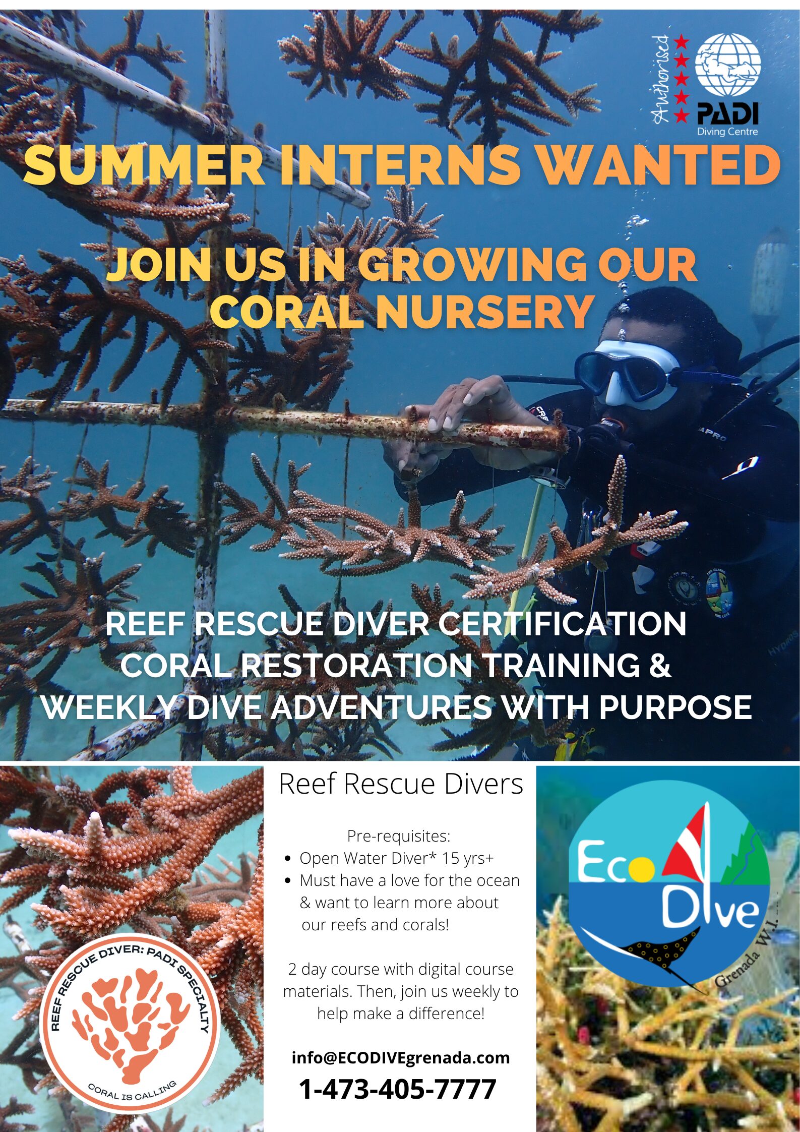 Eco Dive coral restoration in Grenada Marine Biologist Reef Rescue Network