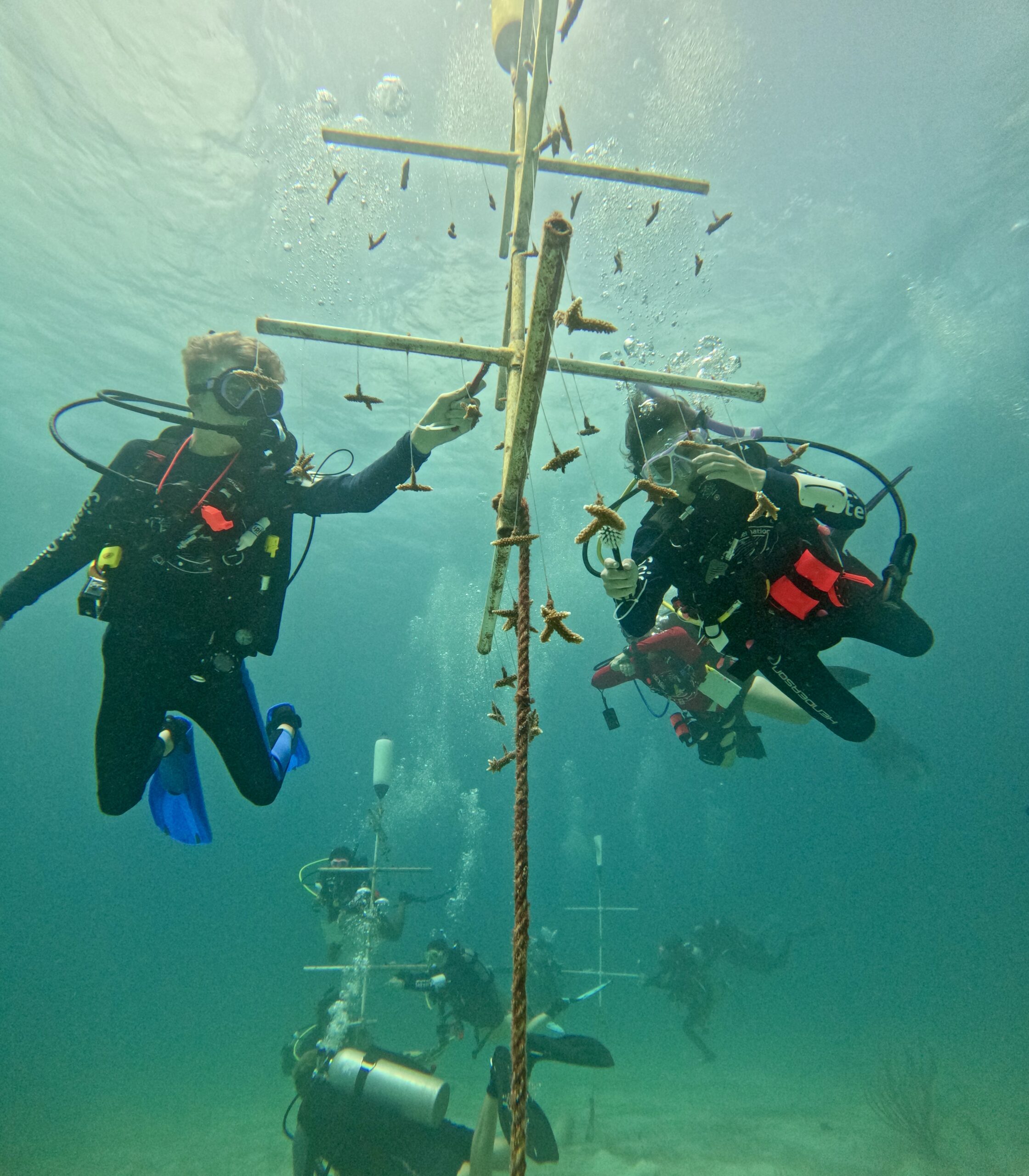 Coral restoration grenada with Eco Dive SCUBAnauts coral restoration with Eco Dive in Grenada coral nursery