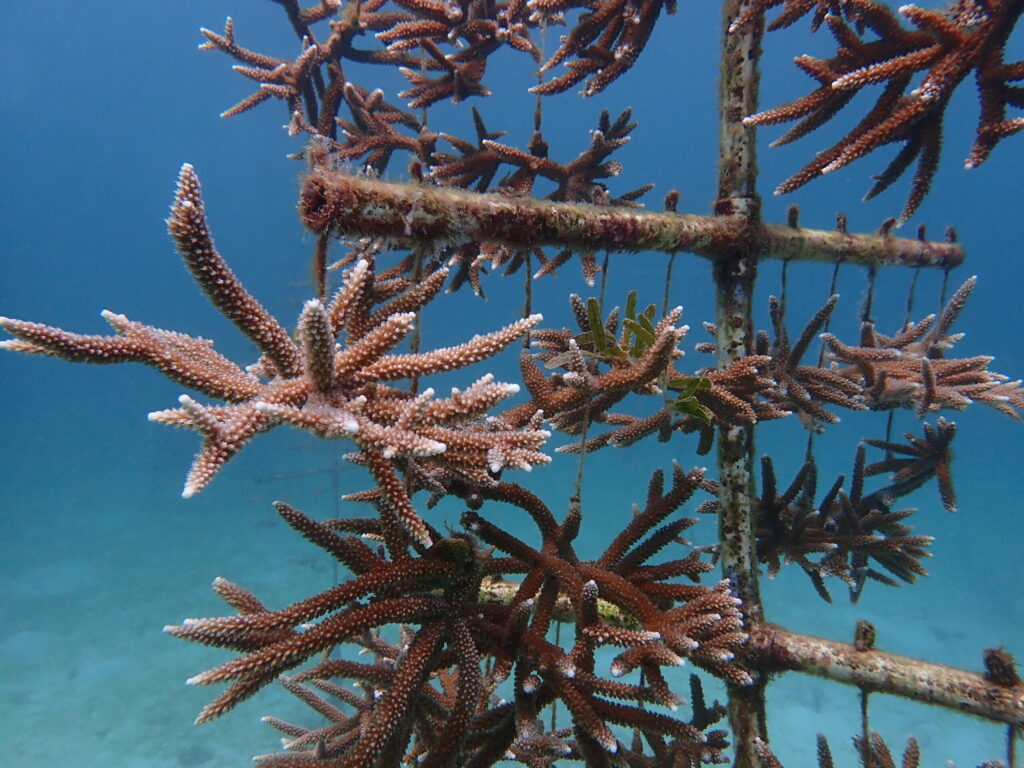 Eco Dive coral restoration Grenada Reef Rescue Network