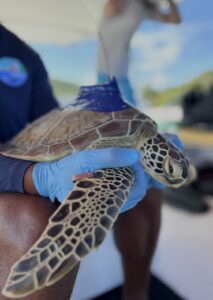 Levera sea turtle research Eco Dive Oceans Spirits Grenada conservation sea turtle Freedive scuba dive snorkel grenada eco dive