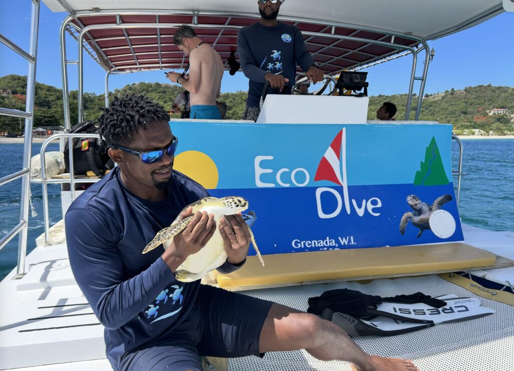 Sea Turtle Tagging and conservation with Eco Dive and Dr Carter Oceans Spirits Eco Dive conservation Grenada sea turtles padi aware