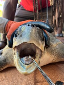 Rare sighting, Olive Ridley sea turtle in Grenada... rescued, checked, tagged, released!