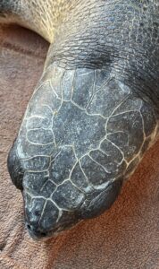 Olive Ridley sea turtle rare sighting in Grenada. Bycatch saved and released. Thanks Ocean Spirit, Fisheries, Eco Dive. Dr Carter Vet.