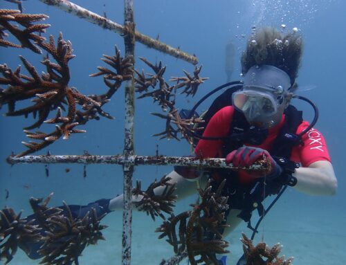 Day in the life of a PADI Reef Rescue Diver, coral nursery outplanting let’s go!